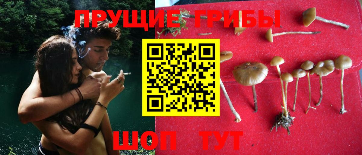 где купить наркотик  Псилоцибиновые грибы мухоморы  Вход с VPN  Черногорск 